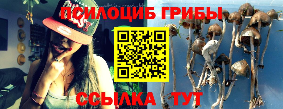 Галлюциногенные грибы Psilocybine cubensis Тольятти